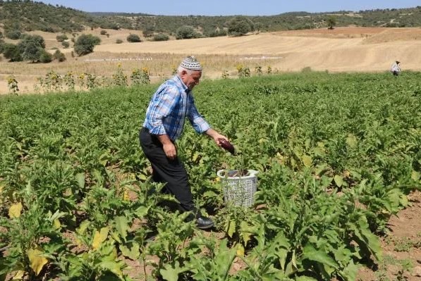 Asırlık ata tohumu ile patlıcan üretiyorlar: Başkaları satıyor, imajımız bozuluyor - Sayfa 2