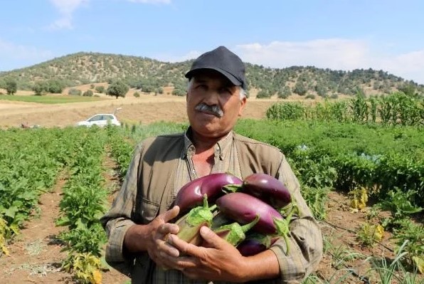 Asırlık ata tohumu ile patlıcan üretiyorlar: Başkaları satıyor, imajımız bozuluyor - Sayfa 3