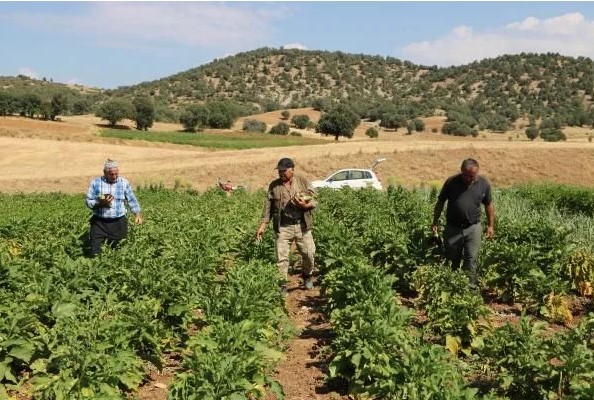 Asırlık ata tohumu ile patlıcan üretiyorlar: Başkaları satıyor, imajımız bozuluyor - Sayfa 4