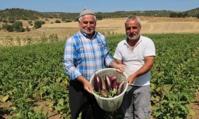 Asırlık ata tohumu ile patlıcan üretiyorlar