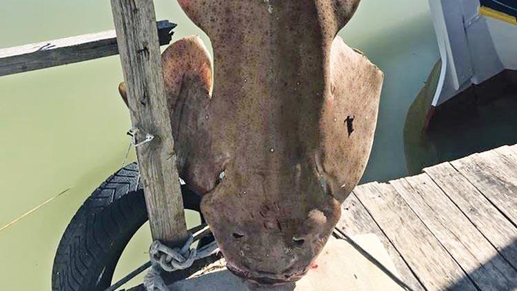 Profesör isyanı! Nesli tükenen balığı avladılar