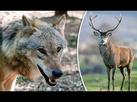 Geyikle kurdun hikayesi / Doğukan Altay yazdı