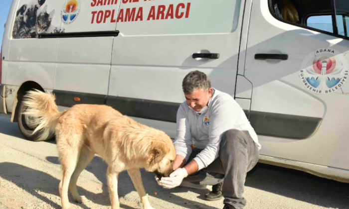 Büyükşehir, sokak canlılarıyla ilgili hizmeti ve desteği artırarak sürdürüyor…