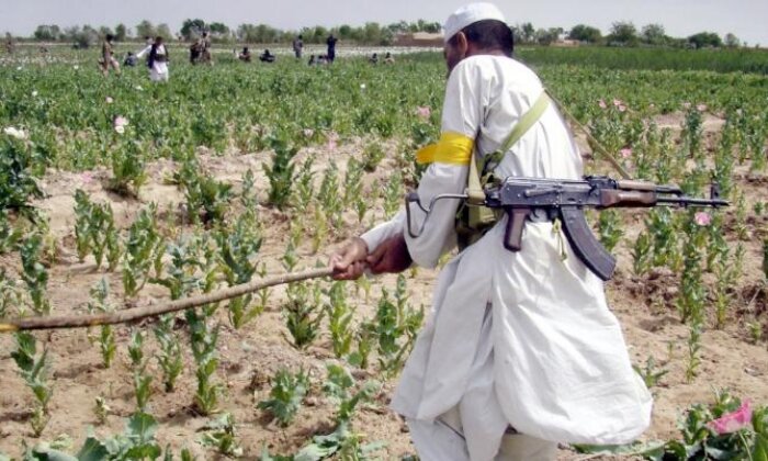 Taliban yönetiminden uyuşturucuyla mücadele atağı