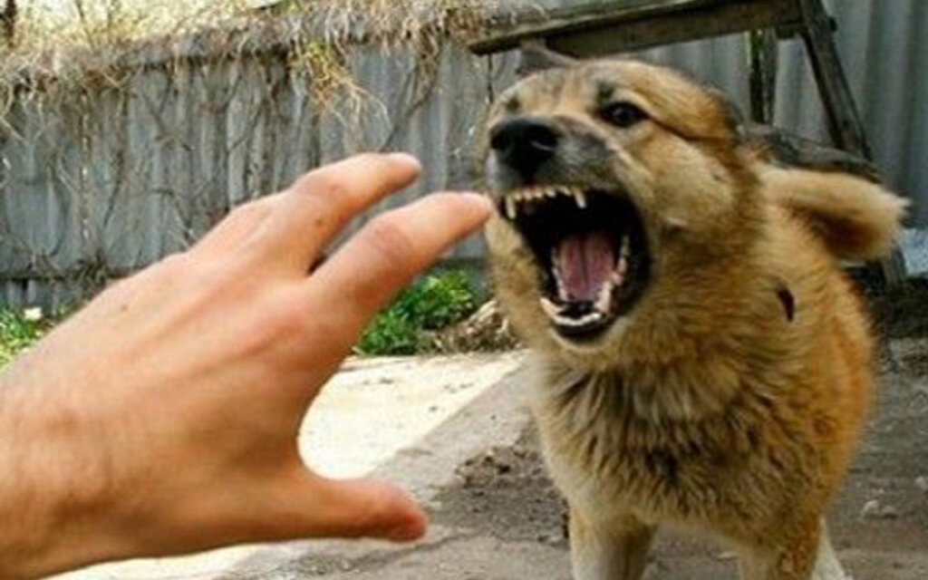 Süleyman Demirel Bulvarı’nda sokak köpekleri vatandaşları artık tedirgin ediyor!