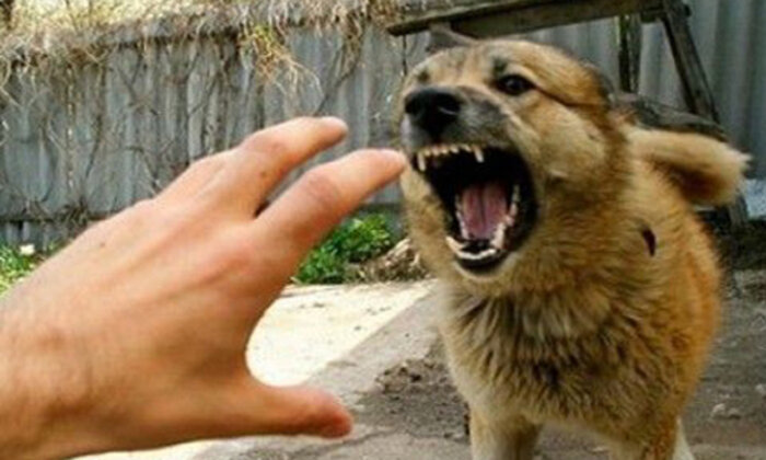 Süleyman Demirel Bulvarı’nda sokak köpekleri vatandaşları artık tedirgin ediyor!