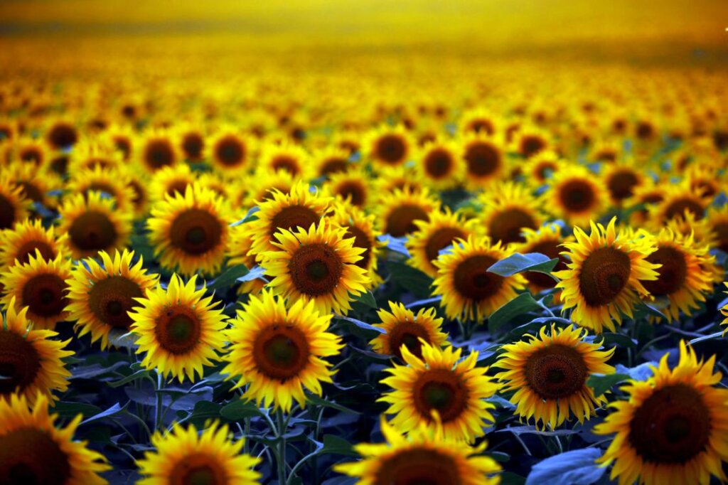 Ayçiçeği yağında neler oluyor? / Niyazi Koç yazdı