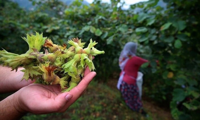 Ordu Altınordu Ziraat Odası Başkanı Atakan Akça: Fındığı tekellerden kurtarmamız gerek