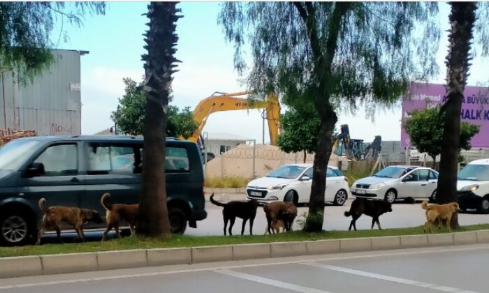 Başıboş köpekler, tehlikeli olmayı sürdürüyor!