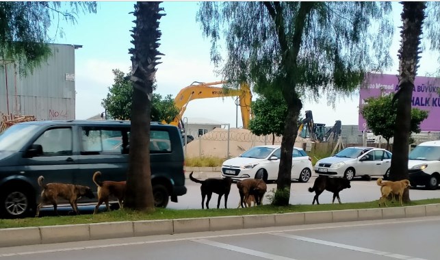 Başıboş köpekler, tehlikeli olmayı sürdürüyor!