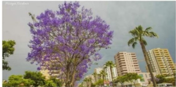 Çukurova’da  Jakaranda Festivali ve Yuşa Davarcı / Editör’den