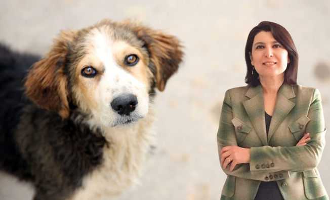 Adana’da 260 ton kedi köpek maması ihalesi tartışma yarattı: “Bu parayla kaç çocuğa süt, yumurta, yemek verilebilirdi?”