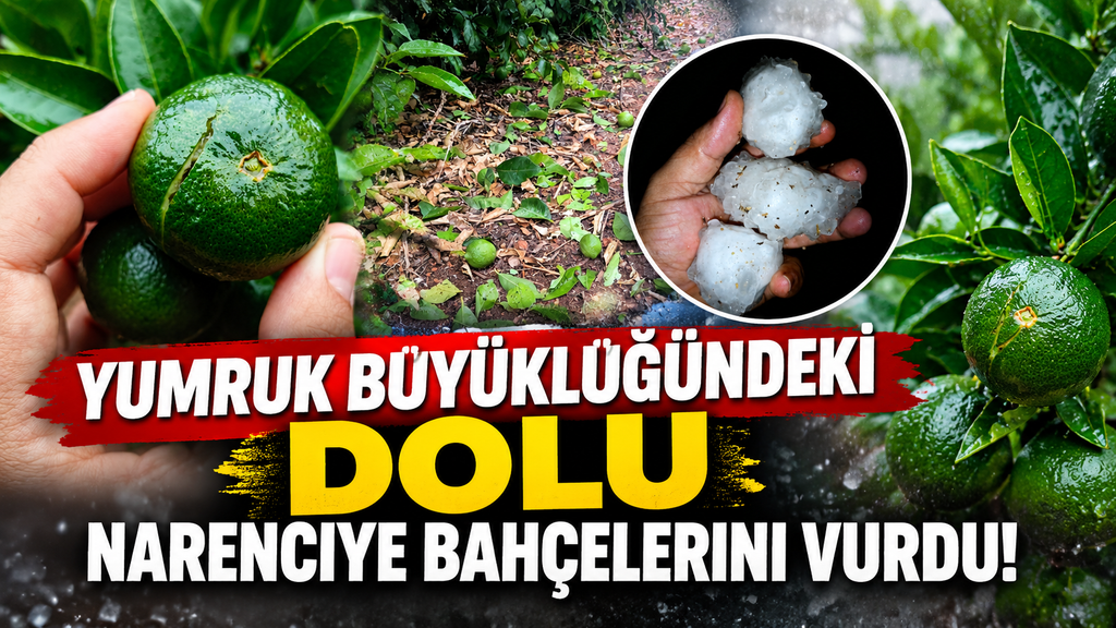 Yüreğir’de gece saatlerinde dolu afeti: Narenciye bahçelerinde hasar endişesi