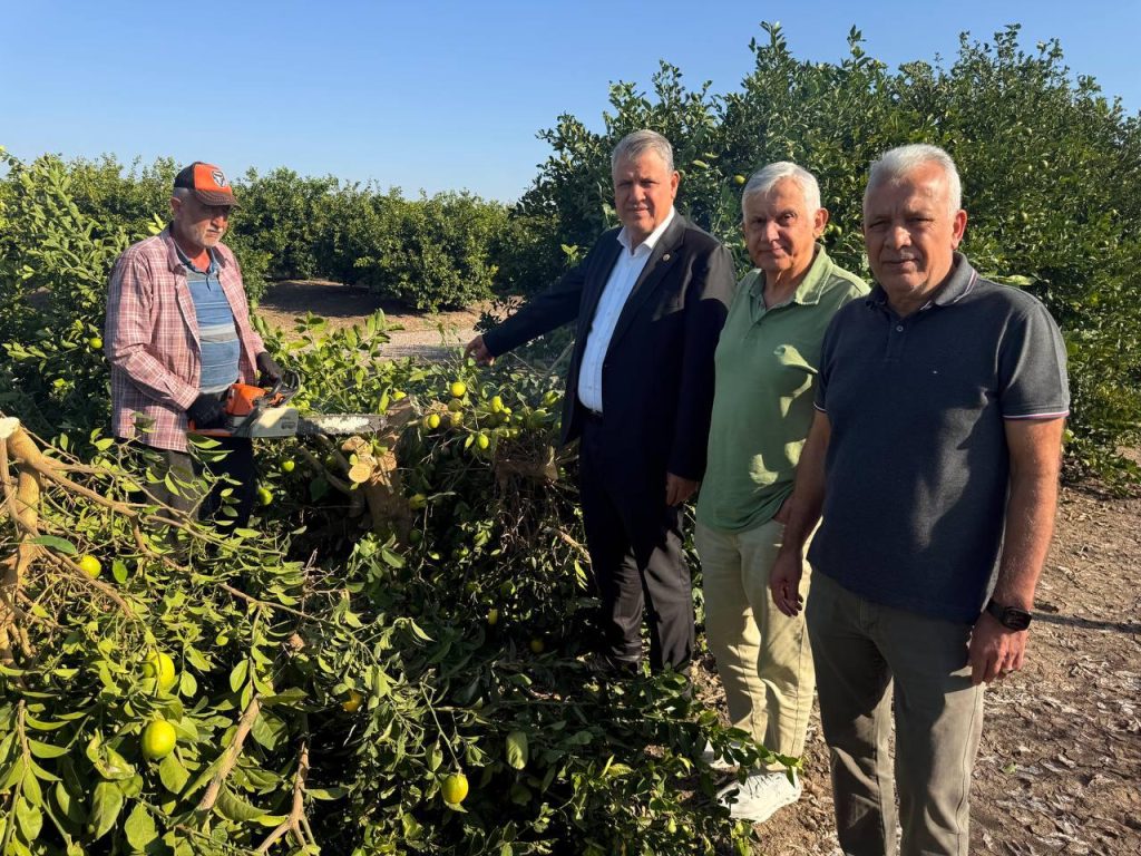 Adana’da limon ağaçları kökünden kesildi, çiftçiler isyan etti